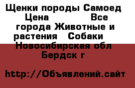 Щенки породы Самоед › Цена ­ 20 000 - Все города Животные и растения » Собаки   . Новосибирская обл.,Бердск г.